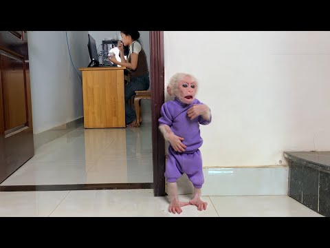 So funny cute! Monkey Luk gets angry when mom eats yogurt alone