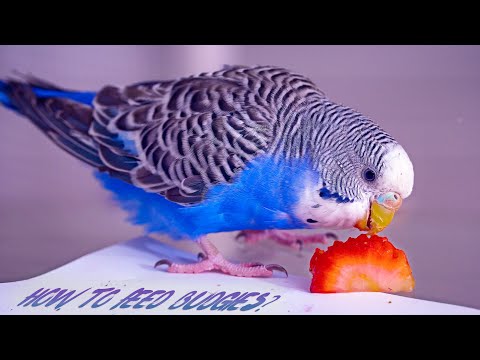 Budgies Food - Best Budgie Food List