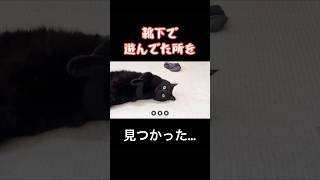 黒猫キキ、靴下遊びがバレました🐈‍⬛ #猫 #黒猫 #猫動画