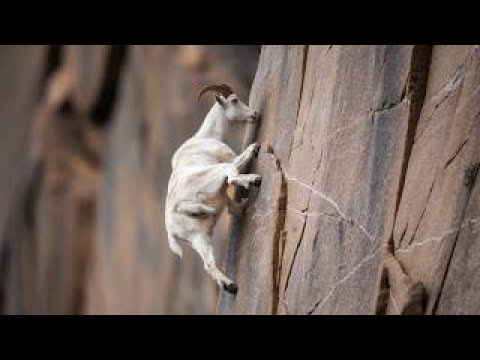 Mind-Blowing Skills You Won't Believe Exist!