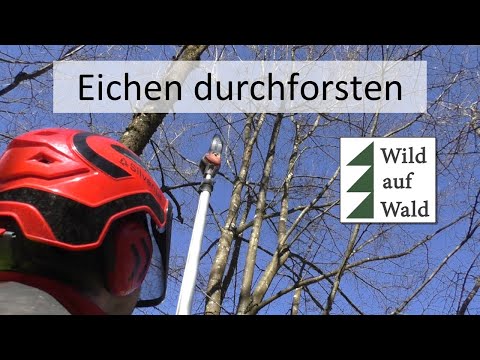🌲Forest care: Oak trees. With the Husqvarna pole pruner #wildaufwald