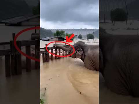 khi chú voi dùng cái vòi voi để mở cái chuồng để giải cứu những chú heo 🥹🥹🥹🥹🥹