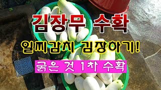[텃밭농부 2,106]  김장무 일찌감치 뽑아서 김장 준비하기! 굵은 것 1차로 수확. #김장무재배