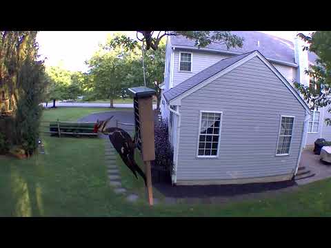 2022-07-21 - Pileated Woodpecker at suet feeder