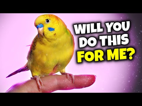 5 Things Your Birds WANTS You to Do Every Day