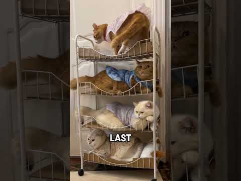 Cats Being Way Too Noisy