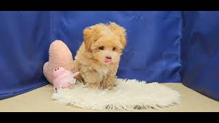 ハーフ犬の動画01