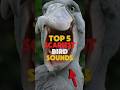 FIVE SCARIEST BIRD SOUNDS IN THE WORLD.