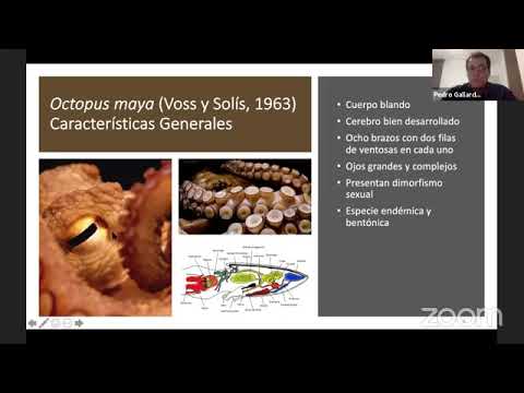 , title : 'Cultivo de pulpo maya en Yucatán'