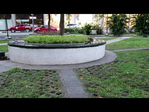 to much cat at glorietta makati city