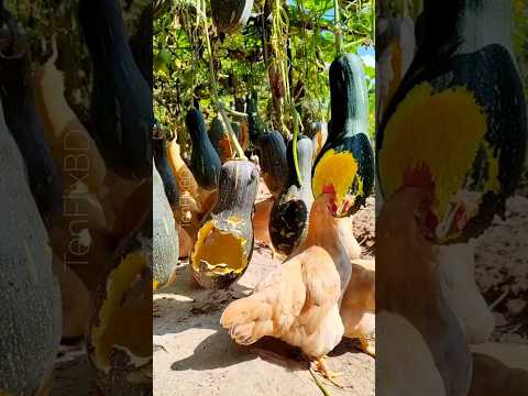 Why Chinese Farmers Feed Pumpkin to Chickens 90% People Don’t Know#PoultryFarming#ChickenFeed#shorts