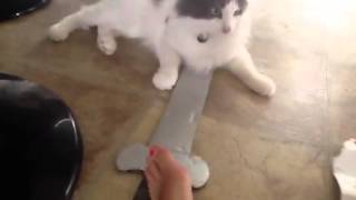 Bullet the Guilty Cat !