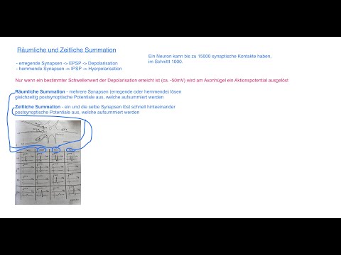 Neurobiologie - Neuronale Informationsverarbeitung: räumliche und zeitliche Summation
