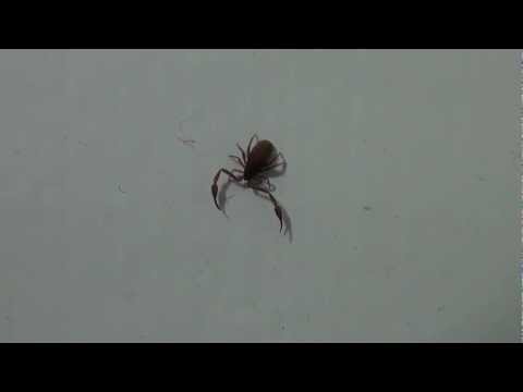 House Pseudoscorpion (Cheliferidae: Chelifer cancroides?) on Wall