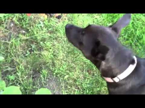 download lagu mp3 mp4 Can Dogs Have Blackberries, download lagu Can Dogs Have Blackberries gratis, unduh video klip Can Dogs Have Blackberries
