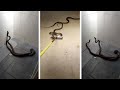 Mum Finds Fighting Pythons In The Shower