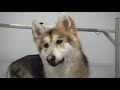 Husky mix sings me some songs