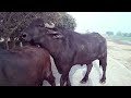 PREGNANT BY PANCHAYATI BULL HEAVY MILKER Buffalo