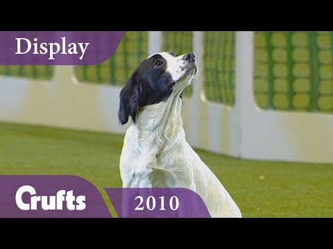Kipperridge Gundog Display at Crufts 2010 | Crufts Dog Show