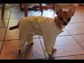 Одежда для собак. Как сшить комбинезон. \ DIY. Sewing Pet clothing ( Sew a rain ...