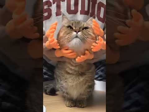 #cat #funny #happycats #catmemes #music #memes #trending #trendingshorts #new #reels #ad#YRH