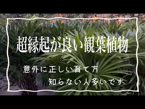 冬のファルゲシアで矮性竹の世話をする方法