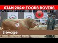 SIAM 2024: Découvrez les plus beaux spécimens bovins du Maroc