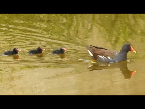 Duck Family 0527F 🦆 Training Ducklings, Looming Dangers, and New Life at the Pond