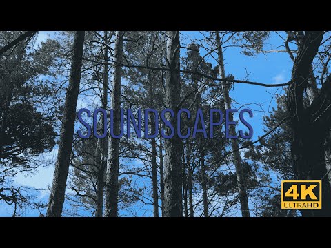 Wind blowing in the pine trees, relaxing soundscape.