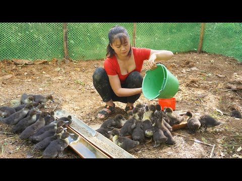 FULL VIDEO: 200 Days Building Farm Life, Raising Geese, Building Yard | Free Bushcraft
