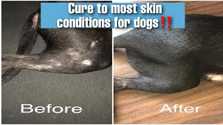 Cure to most Dog skin conditions‼️