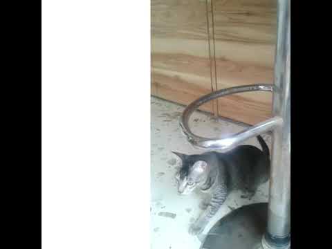 My cat video
