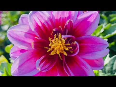 Blooming Flowers | Stunning and Beautiful