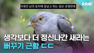 ‘세상에서 제일 정신나간 새?‘, 뻐꾸기의 미친 생존 본능ㄷㄷ｜크랩