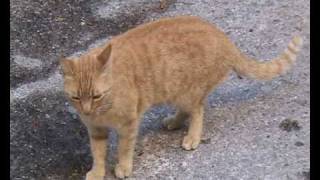 preview picture of video 'Katzen in Castagneto Carducci'