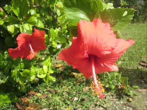 WALLIS ET FUTUNA.. " Faka toka toka "