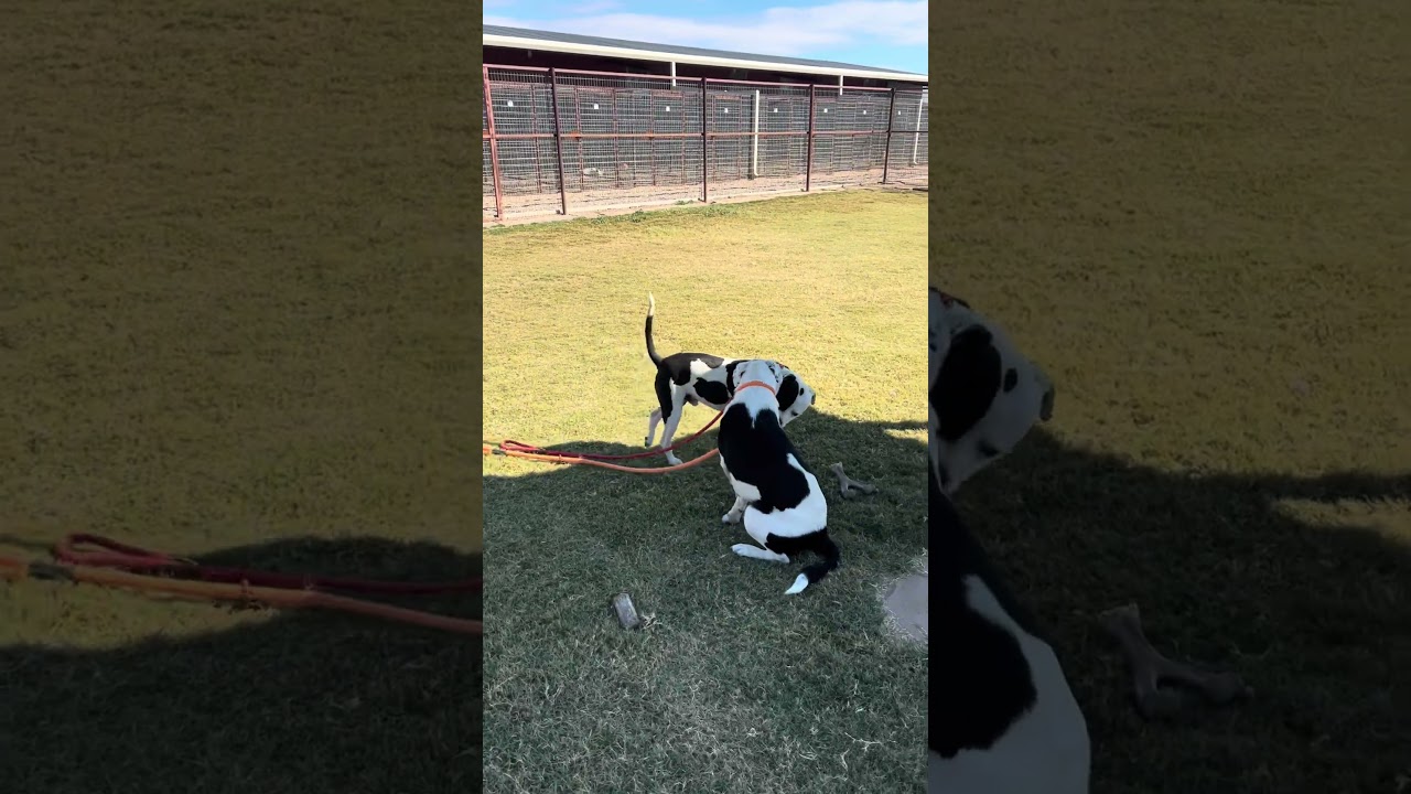 Enlarge Chanel, a ADOPTABLE mixed breed in Lubbock, TX video 6/6