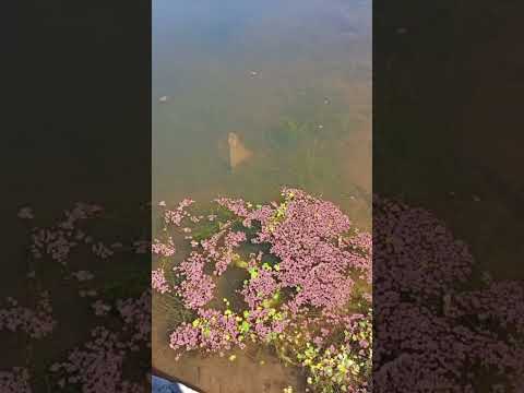 Los Quimbaletes Villa Giardino