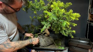 Yew Bonsai Trees - From The Trophy 2025 (Part 3)