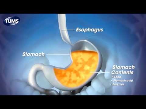 The Science Behind TUMS