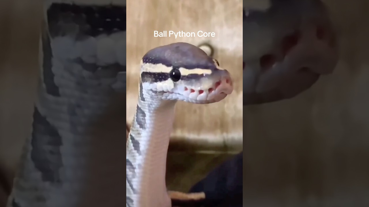 Ball Python Core #animalshorts #ballpython #ballpythonsnake #ballpythons #ballpythonmorph