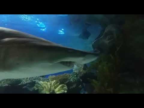 Master predators of the blue ocean, Sharks, Sea life