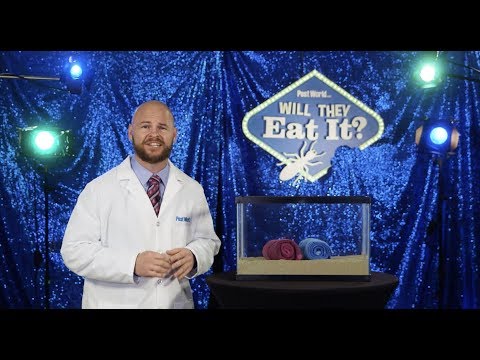 Will They Eat it? Episode 6: Towels