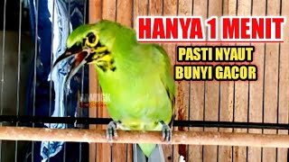 Download lagu CUCAK IJO TROTOL GACOR, PANCINGAN IJO MUDAH EMOSI BONGKAR ISIAN mp3