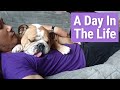 Owning An English Bulldog - A Day In The Life Of Peppa