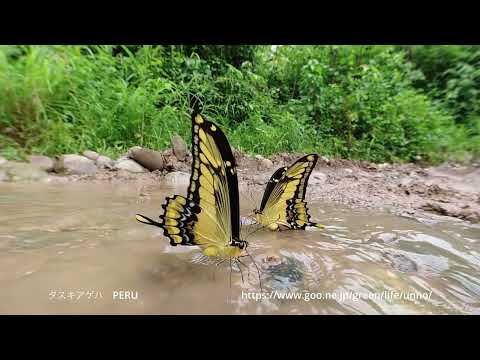 世界の有名アゲハチョウの飛翔