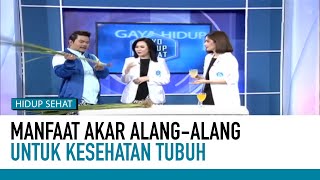 Download lagu Manfaat Akar Alang Manjur Redakan Berbagai Penyakit | Hidup Sehat tvOne mp3