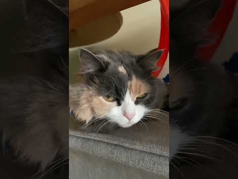 Vídeo de Jasmine 