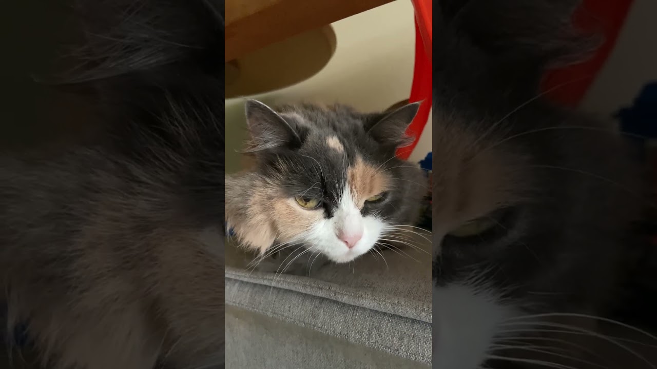 Gato raça SRD-ViraLata idade 6 ou mais anos nome Jasmine 