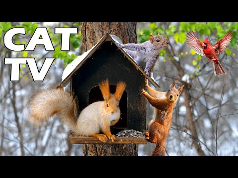 TV FOR CAT When Home Alone 😿 Entertain Your Cats With Squirrels & Birds 🐿🦜 Help Cats Reduce Stress 😻